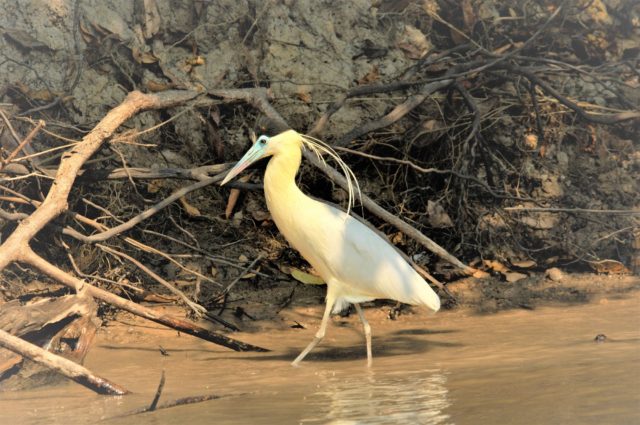 Tambopata 3 days Tour - Capped heron