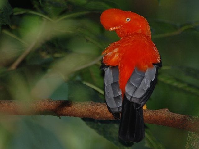 Birding Escape from Cusco 3 Days