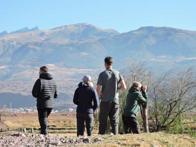 Birding near Cusco