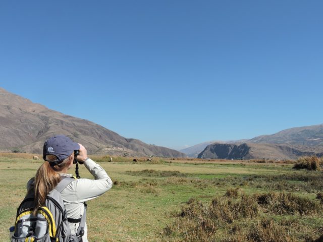 Birding near Cusco