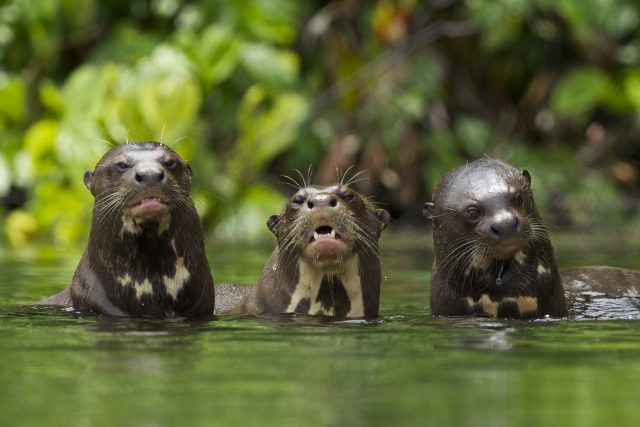 manu reserved zone tours Amazon Wildlife Experiences 7 days in Manu - Giant river otters at Salvador Lake