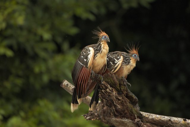birdwatching in peru 10 days