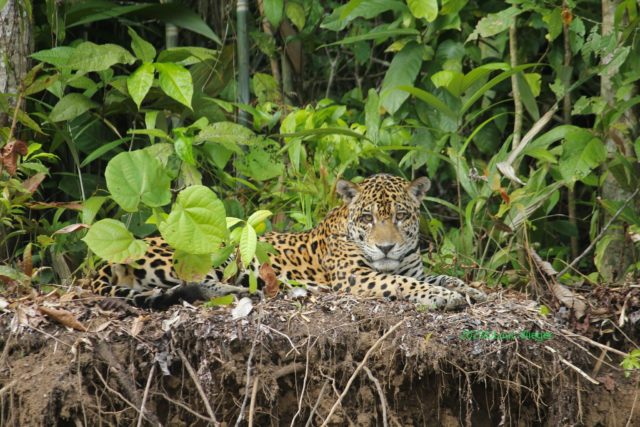manu reserved zone tours - macaw clay lick