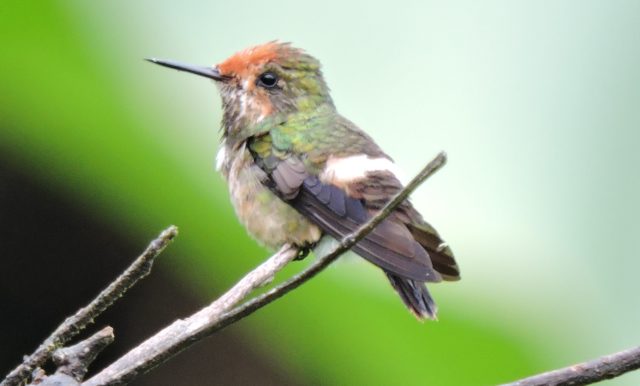 Best Birding Lodges in Peru - hummingbird garden