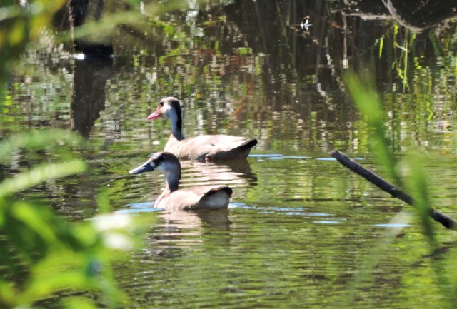 Brazilian Teal - Best birding Lodge Peru