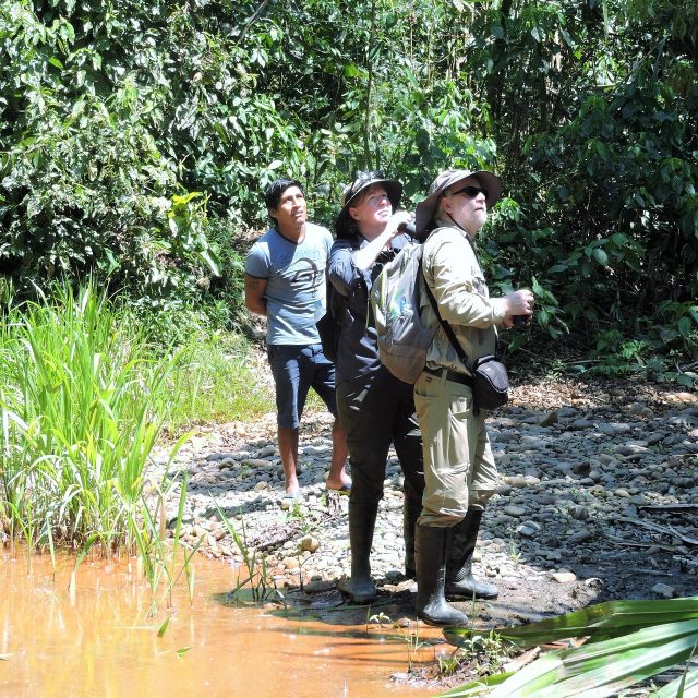 birdwatching in peru 10 days