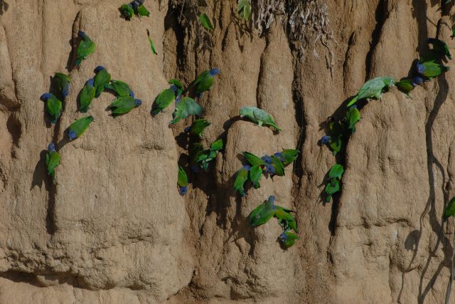 manu reserved zone tours - macaw clay lick