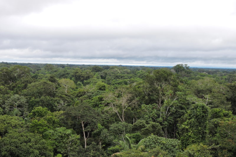 Into the Heart of the Amazon 4 days