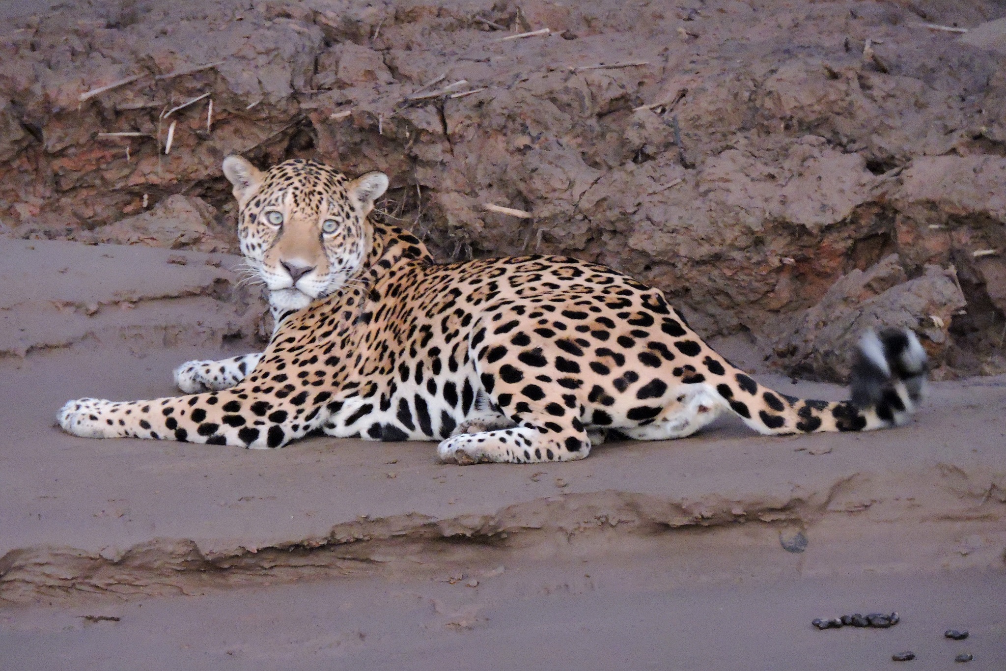 Tambopata Rainforest Tours Tambopata Rainforest Tours