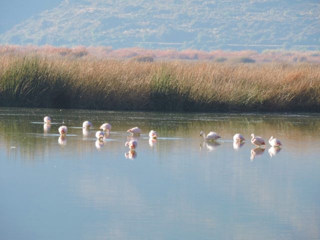 Chilean Flamingos at Huacarpay lake - Birding in Cusco full day - If you are looking for an unforgettable birdwatching experience in Cusco? Look no further! Our full-day birdwatching tour in Cusco provides you with the perfect opportunity to take in the incredible birds of Cusco and Sacred Valley. The tours are guided by expert birding guides. They have the right equipment as well as tips and tricks for your birdwatching excursion. You’ll get to visit the best birdwatching spots in Cusco and explore some archeological sites. So, come join us for a full day of birding in Cusco and create lasting memories!