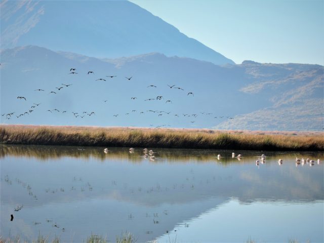 Birding near Cusco