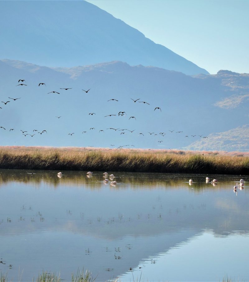 Birding at Huacarpay Lake & Sacred Valley - Full Day