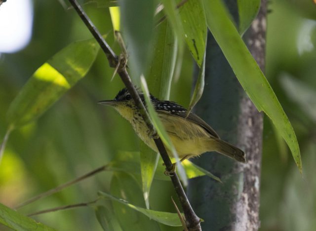 peru cloud forest birding