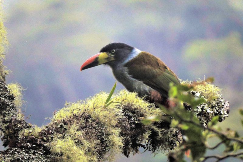 An Avian Odyssey of 10 Days - Manu National Park
