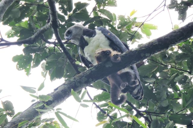 Cloudforest Birding in Manu - 4 days