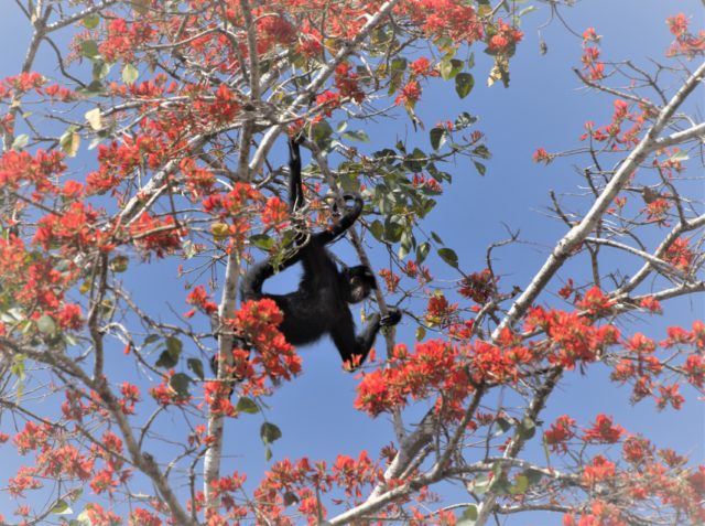 Tambopata Jungle Tours 