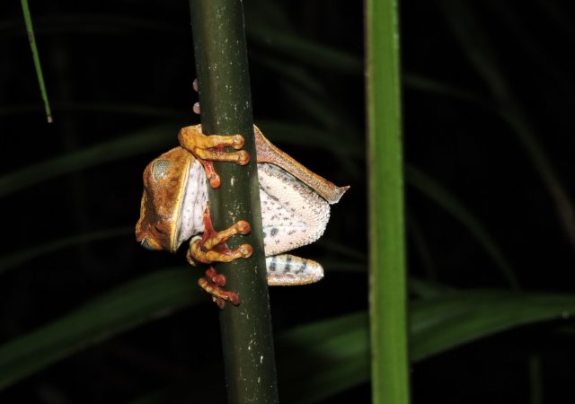 Tambopata 3 Days Tour