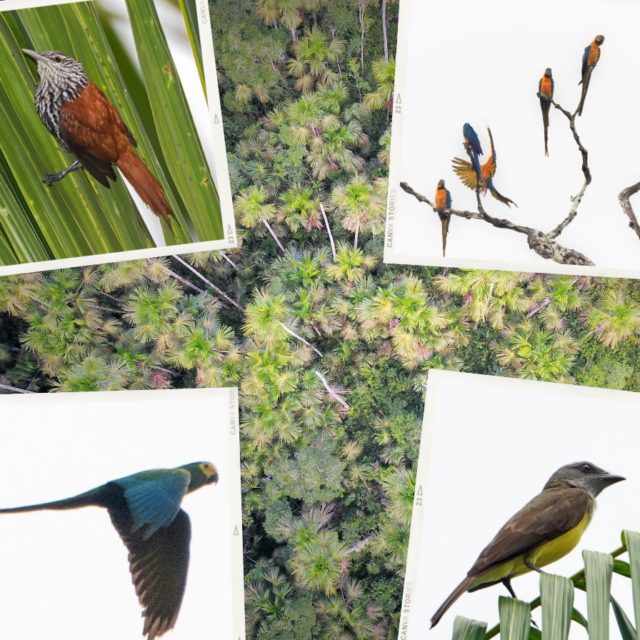 peru cloud forest birding