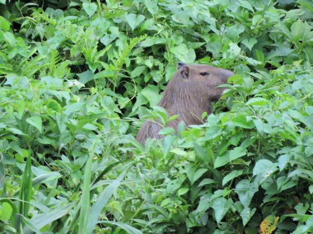Look for areas where the riverbanks are lined with tall grasses, as these are prime areas where capybaras like to feed and sunbathe. If you’re lucky, you may even spot a family of capybaras lounging in the shallows. Be sure to stay quiet and observe them from a distance. You can also look for capybaras in the rainforest itself. Look for areas where there is plenty of grass and water, and scan the trees for the telltale signs of their presence – large round droppings.