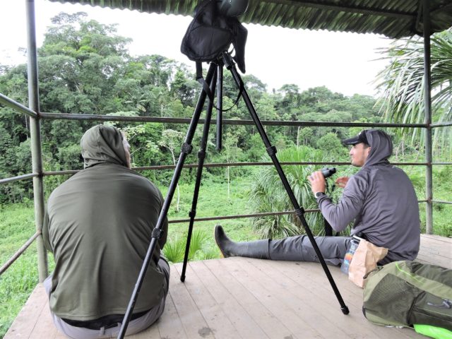 Manu Rainforest is one of the best places to see them in their natural habitat. The first step to seeing capybaras in the Manu Rainforest is to plan your trip. Visit at the right time of year.