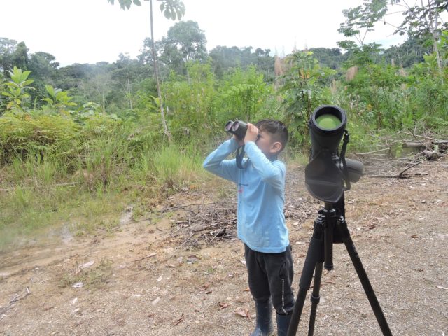 birdwatching in manu with kids