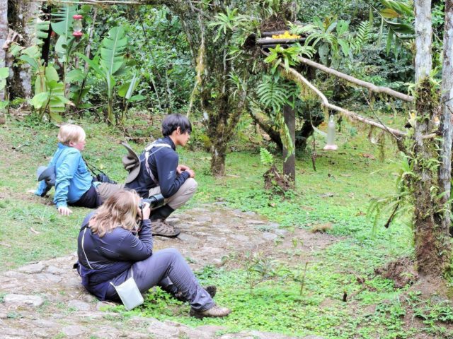Things to do in Manu National Park with kids - Visiting the Hummingbird gardens in the Cloud Forest