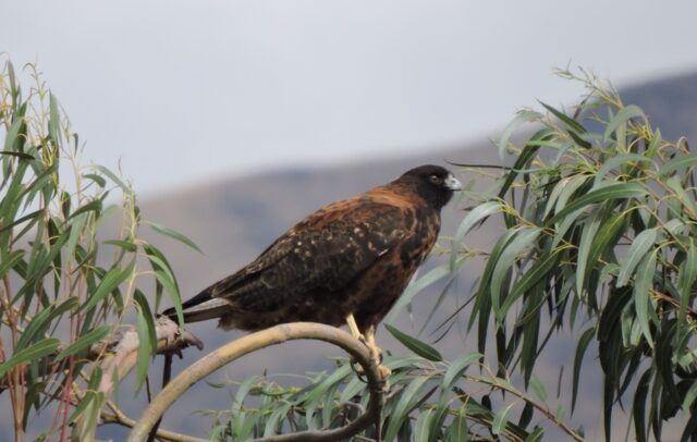 Huacarpay Lake in Cusco