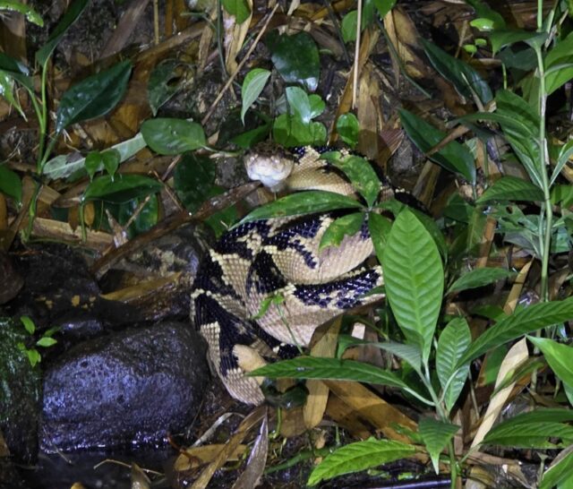 a snake in the leaves -most dangerous animal in the rainforest Bushmaster
