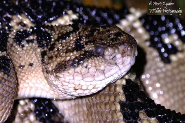 one of the most dangerous animal in the rainforest