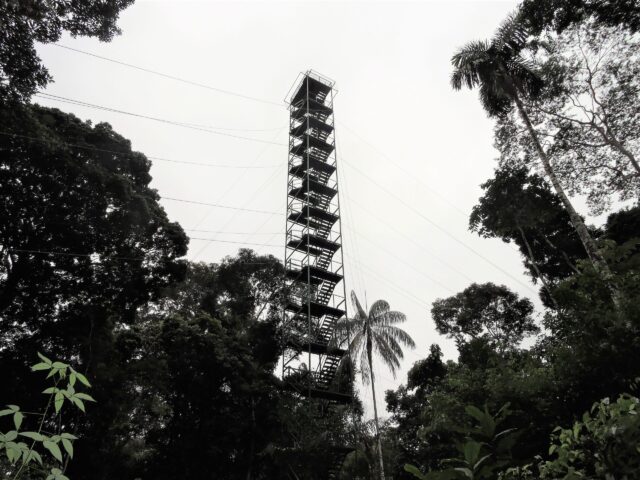 tambopata best jungle tour - canopy tower