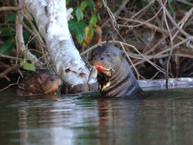 manu national park or tambopata for week jungle tour