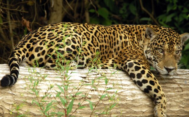 manu national park or tambopata for week jungle tour