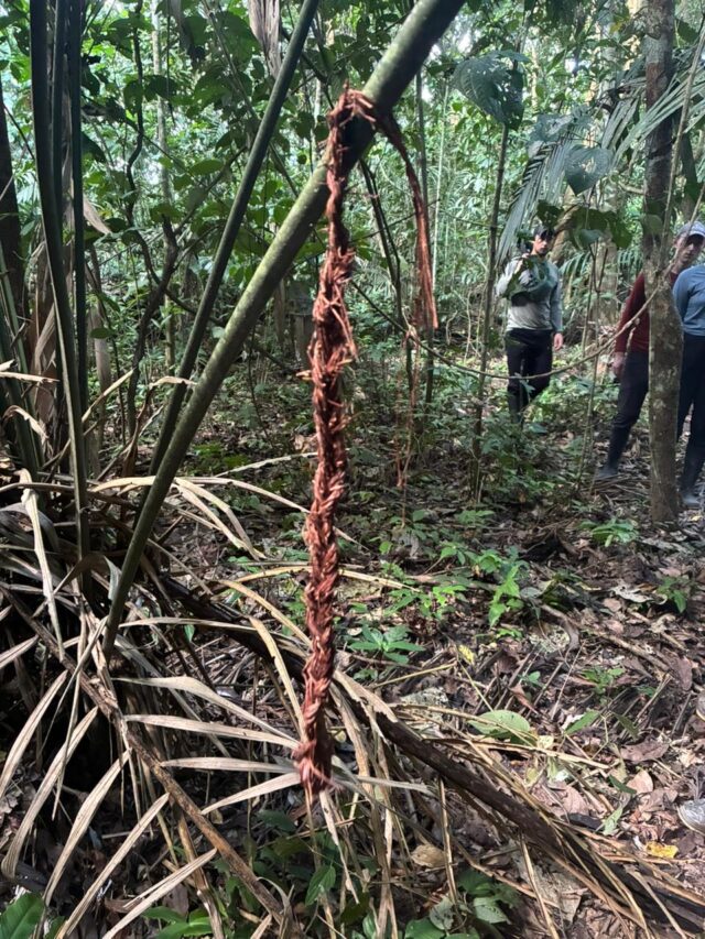 Uncontacted tribes in the Amazon