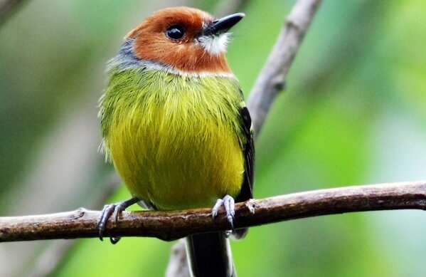 Best Birding Locations in Cusco