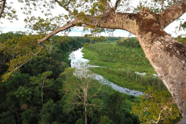 Lush jungle with winding river view.